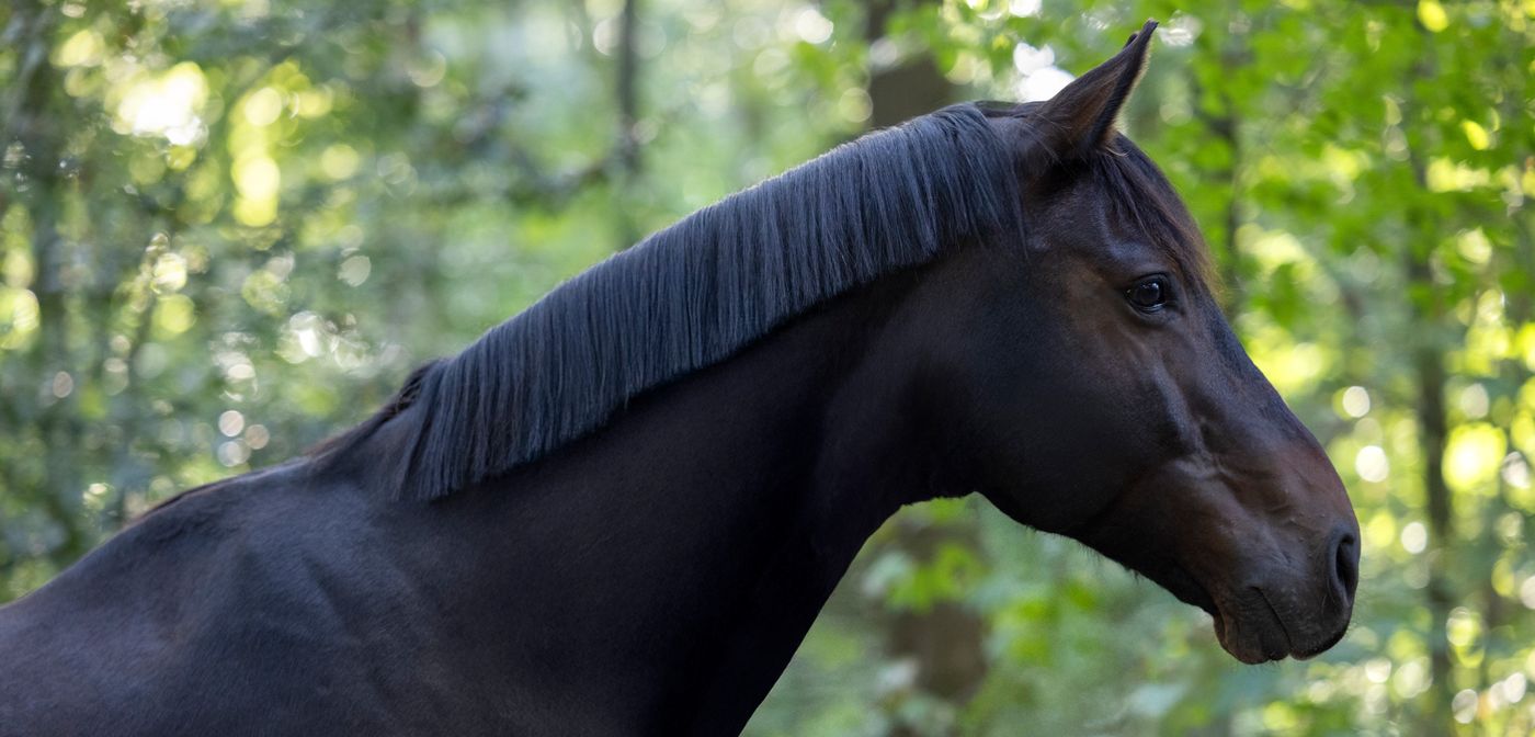 Ein dunkelbraunes Pferd im Profil vor sommerlichem Wald.